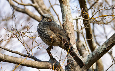 木の上のヒヨドリくん