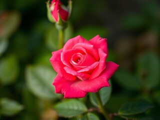 Vibrant red rose petals in sharp focus surrounded by soft green leaves, flora, natural, flower