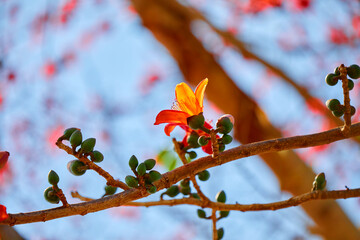 Close-up view of orange Cotton tree flower blooming on branch