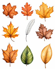 Obraz premium Autumn leaves and feather collection, white background, design element