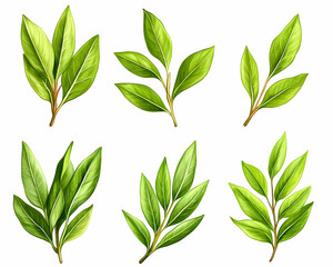 Bay leaves collection; cooking ingredient; white background; food design