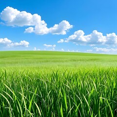 Fototapeta premium A view of a large field with growing grass