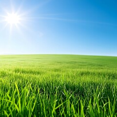 Fototapeta premium A view of a large field with growing grass