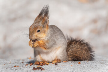 The squirrel in winter sits on white snow.
