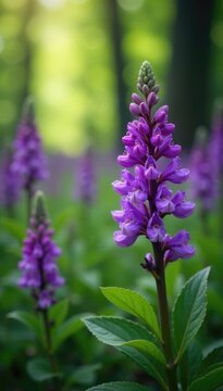 Purple asfodelo blooms in a wild forest clearing, purple flowers, asfodelo flowers