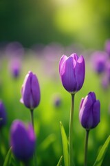 Fototapeta premium Purple bulb flowers blooming in a field of green grass with bokeh effect, bloom, field, petal