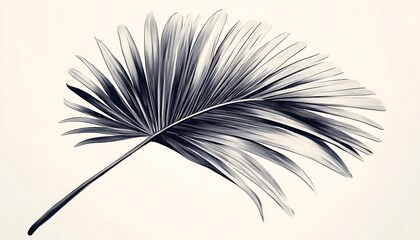 Palm frond, studio shot, white background, design
