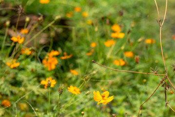 Bright yellow flowers bloom amidst lush green foliage, creating vibrant natural scene filled with life and color