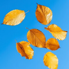 Fototapeta premium Floating Golden Autumn Leaves Against A Bright Blue Sky