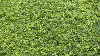 green grass background