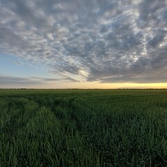 Obraz premium field of wheat