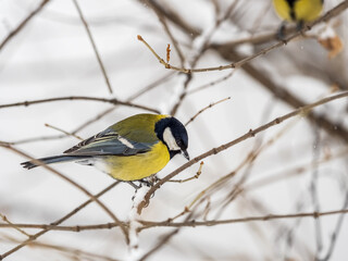 Obraz premium Cute bird Great tit, songbird sitting on a branch without leaves in the autumn or winter.