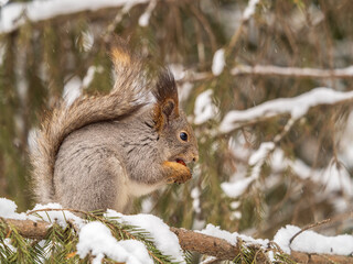 The squirrel with nut sits on tree in the winter or late autumn
