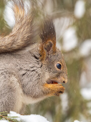 The squirrel with nut sits on tree in the winter or late autumn