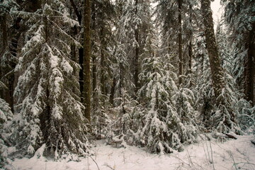 snow-covered coniferous forest in the Ural mountain taiga