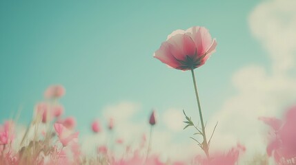 Fototapeta premium Blooming pink poppy flowers in a vibrant field under a clear blue sky nature photography tranquil environment low angle view