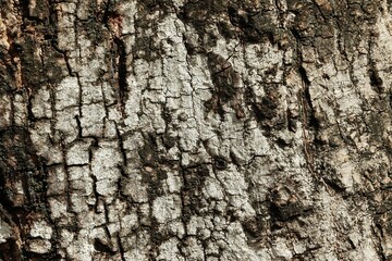 Cracked tree bark texture background