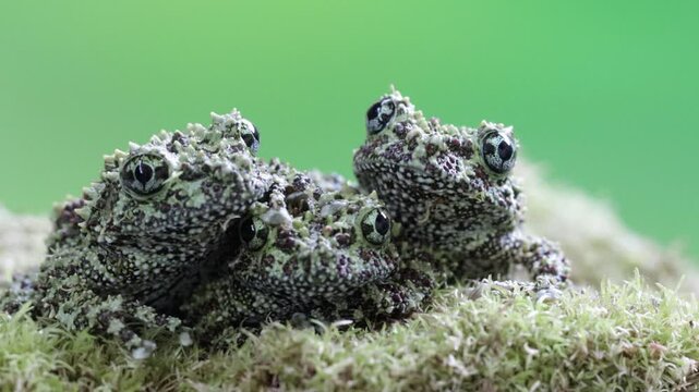 Three Theloderma corticale (Vietnamese mossy frog) juvenile on moss, Moss tree frog camouflage on moss, Mossy tree frog on moss