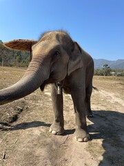 elephant in Thailand sanctuary 
