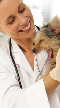Happy vet checking a yorkshire terrier
