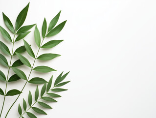 Fototapeta premium Vibrant Green Leaves Pop Against a Crisp White Background: A Stunning Visual Contrast for a Fresh and Lively Minimalist Aesthetic