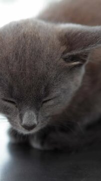 Little grey kitten sitting on the vets table