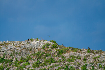 カツオドリ　小笠原　東京都
