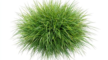 Lush Green Grass Bunch with Vibrant Texture and Natural Appeal