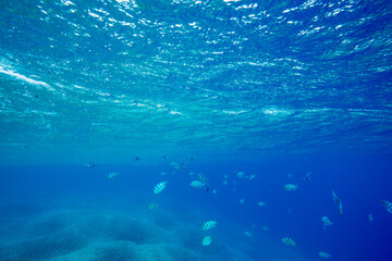 ロクセンスズメダイの群れ　小笠原　東京都