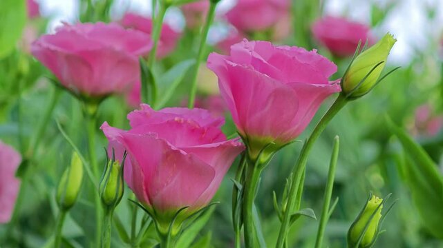 Lisianthus. Pink Texas bluebell flowers.