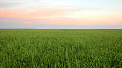 A vast green field of rice stretches under a pastel sky, showcasing nature's beauty and agricultural abundance at dusk.