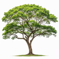 Rain Tree Isolated on White Background - Tropical Beauty