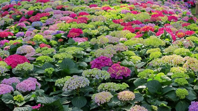 Hydrangea macrophylla ornamental shrub with purple,pink and blue flower heads. 