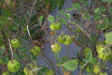 Physalis minima. Growing wild cape gooseberry (pygmy groundcherry). Solanaceae family
