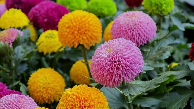 Pompons Chrysanthemum, Beautiful pingpong flower.