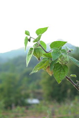 Physalis minima. Growing wild cape gooseberry (pygmy groundcherry). Solanaceae family