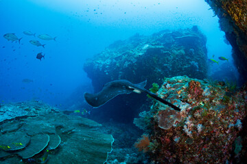 マダラエイ　小笠原　東京都
