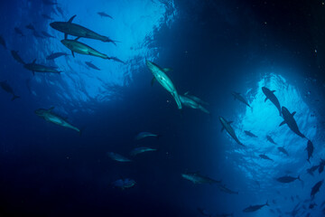 マグロ穴のイソマグロ　小笠原　東京都　