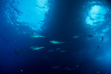 マグロ穴のイソマグロ　小笠原　東京都　