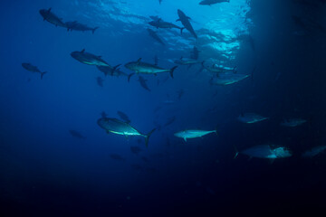 Obraz premium マグロ穴のイソマグロ 小笠原 東京都 