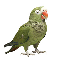 Obraz premium Green parrot, isolated, vibrant, nature, wildlife