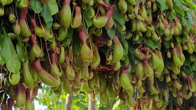 Nepenthes. Natural plant in the rain forest.
