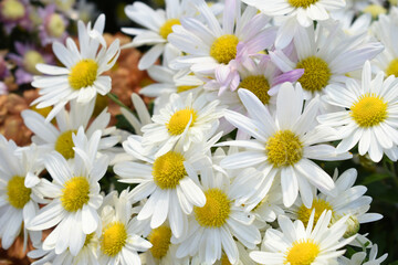 Fototapeta premium white Common daisy beautiful flowers with blur green background in garden, White beautiful daisies on a field in green grass, Oxeye daisy, Leucanthemum vulgare, Daisies, Dox-eye, Dog daisy in nature