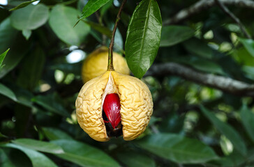 Nutmeg on the tree