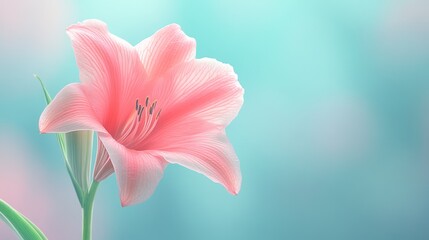 Obraz premium Pink Lily Blossom: Serenity in Pastel Hues