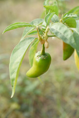 fresh green chili on plant closeup, chili plants in organic farming, Chilies closeup in field, Green chili plant in a farmer's field, Ripe green chili on a plant in Chakwal, Punjab, Pakistan