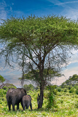 Naklejka premium Elephants grazing in the Mayara region of Tanzania