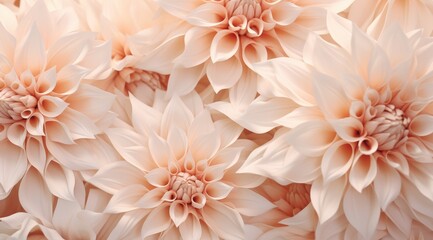 Close-up of peach-toned Dahlias clustered, showing beautiful details of petals, nature background, use in invitation