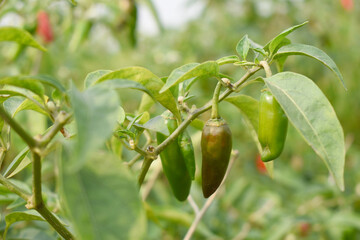 fresh green chili on plant closeup, chili plants in organic farming, Chilies closeup in field, Green chili plant in a farmer's field, Ripe green chili on a plant in Chakwal, Punjab, Pakistan