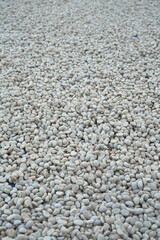 Coffee beans are dried in the sun.